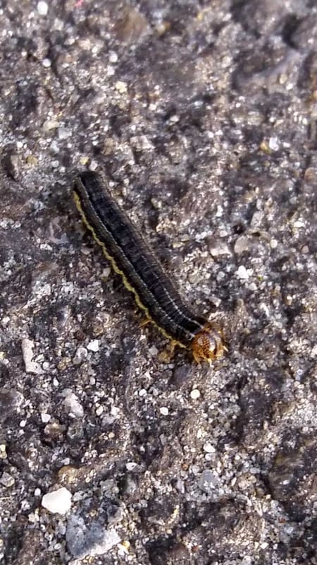 Bruchi a scuola - Mythimna (Pseudaletia) unipuncta, Noctuidae